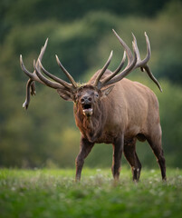 Bull elk during the rut