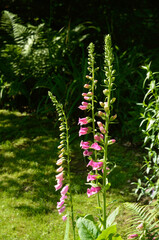 digitale pourprée, Digitalis purpurea,