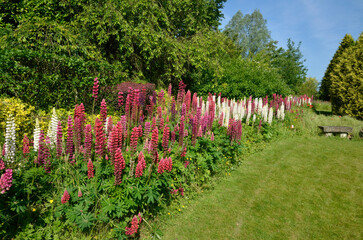 Obraz premium lupin, lupinus, pelouse, banc en pierre, Les jardins de Séricourt, Séricourt, Région Nord Pas de Calais, 62, Pas de Calais, France