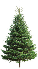 Fototapeta premium Fresh Green Christmas Tree
