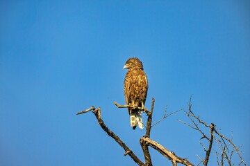 Bird of prey perched on a branch against a clear blue sky.