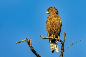 Brown eagle perched on a branch against a clear blue sky