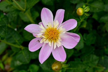 Fototapeta premium Dahlia, variete Impression Famoso