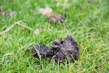 Sheep poop in Ireland