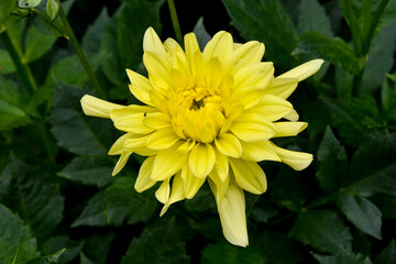 Dahlia, variete Yellow Happiness