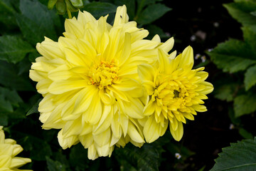 Dahlia, variete Yellow Happiness
