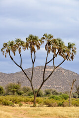 Fototapeta premium Palmier Doum, Hyphaene thebaica, Parc national de Samburu, Kenya, Afrique de l'Est