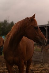 Obraz premium Brown horse in a paddock
