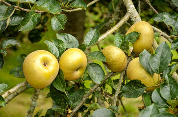 pomme, malus pumila, variété Reinette du Canada