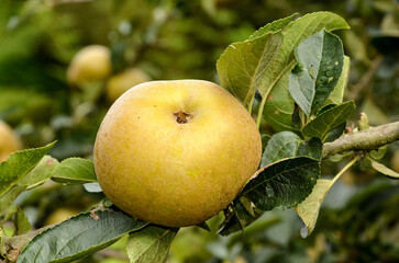pomme, malus pumila, variété Reinette du Canada
