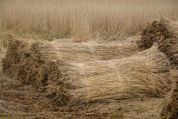 récolte des roseaux, roseliere, Phragmite, Phragmites australis, Maris de la Vilaine, 35, Ille et Vilaine