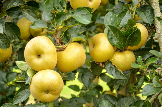 pomme, malus pumila, vari&eacute;t&eacute; Reinette du Canada
