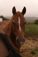 Fototapeta premium Close-up of a brown horse with a white stripe in a rural setting.