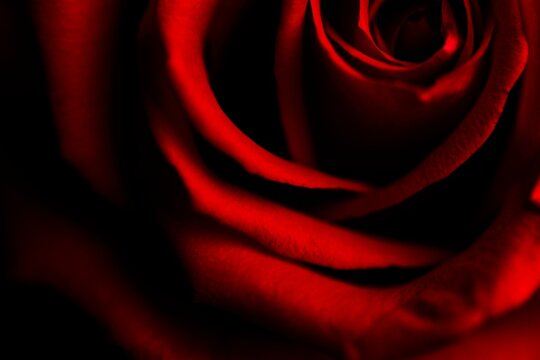 A stunning close-up of red rose petals, showcasing vibrant color and dramatic lighting, perfect for romantic and artistic themes.