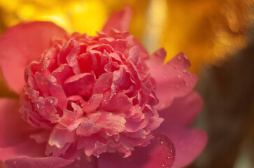 Water Drops on a Peony Blossom