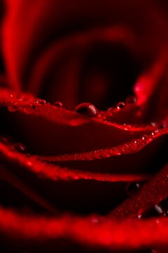 Intimate macro shot of velvety red rose petals adorned with glistening dewdrops, capturing the essence of romance and beauty.