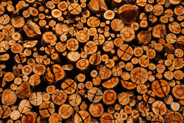 Troncos de eucalipto