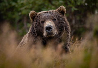Brown bear in Katmai, Alaska