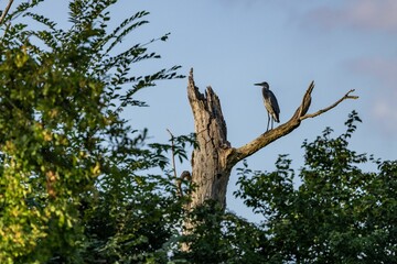 Heron perched on a dead tree branch in nature.