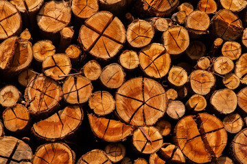 Troncos de eucalipto