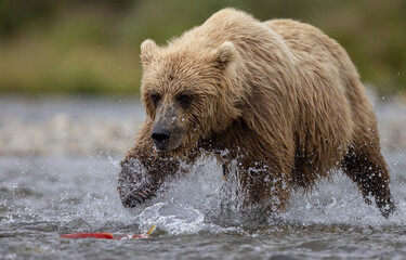 Brown bear in Katmai, Alaska