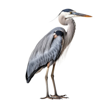 recommend clip art: heron bird transparent background