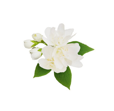 recommend clip art: Jasmine (Philadelphus) flowers in a spring floral arrangement isolated on white or transparent background