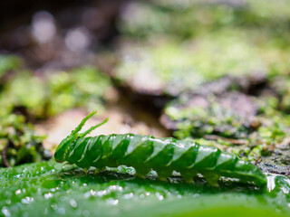 Dragon-headed caterpillar before becoming a butterfly