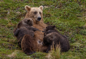 Grizzly bear with 3 cubs in Alaska