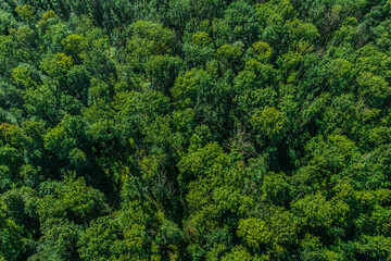 Draufsicht auf einen dichten Laubwald von oben