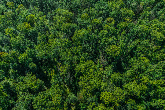 Draufsicht auf einen dichten Laubwald von oben