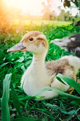 Little duckling on a background of green grass. Vertical photo.