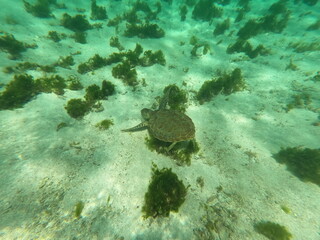 Obraz premium Tortue Petite Terre Guadeloupe