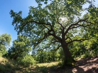Fototapeta premium From Christenbergs BergSporn, walk along beautiful thistle-covered forstways flanked by emerald trees and tall ferns through Hessische Waldlandschaft.