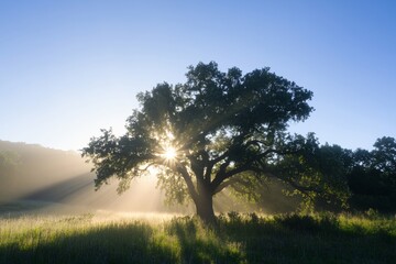 Sunrays on a tree in the autumn, the sky azure, and the nebel in the sunshine