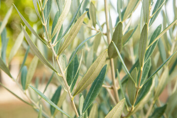 Olive tree branch with green leaves close up as natural background