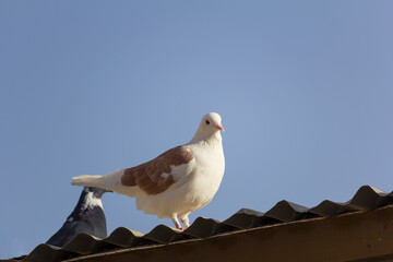 A pigeon perched on a roof top in perfect details