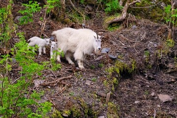Fototapeta premium Mountain goat with kid on a rocky cliffside in a forested area
