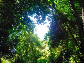 Moss-Covered Forest Floor with Sunlight