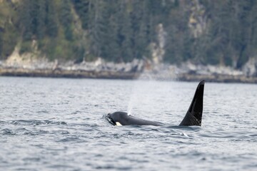 Fototapeta premium Orca (Orcinus orca), or killer whale swimming in the waters of Kenai-Fjords National Park, Alaska