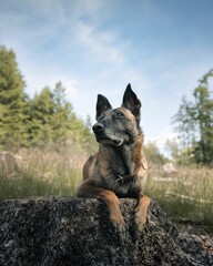 Belgian Malinois dog resting on a tree stump in a forest.