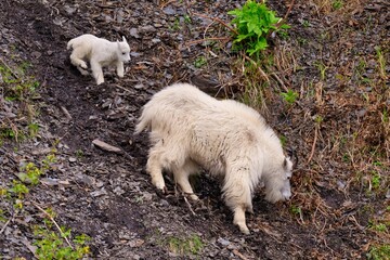 Mountain goat with kid on a rocky cliffside in a forested area