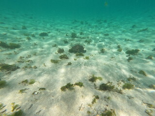 Tortue Petite Terre Guadeloupe