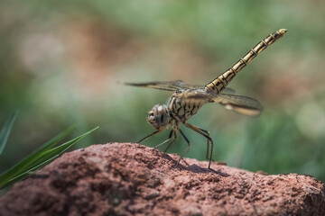 	
Brachythemis impartita