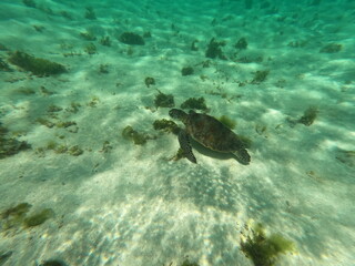 Tortue Petite Terre Guadeloupe
