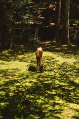 Young deer standing in a sunlit forest clearing with dappled light filtering through the trees. © Wirestock