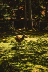 Fototapeta premium Young deer standing in a sunlit forest clearing with dappled light filtering through the trees.