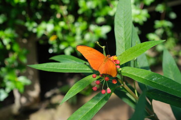 Butterfly in Tranquil Nature