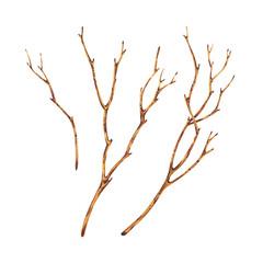 Fototapeta premium Brown dry tree branches without leaves. Watercolor illustration hand drawn in botanical style. Set of separate objects elements isolated from background