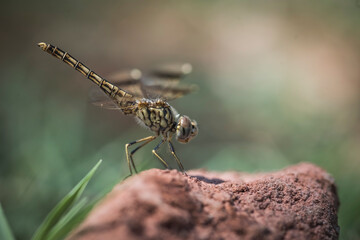 	Brachythemis impartita